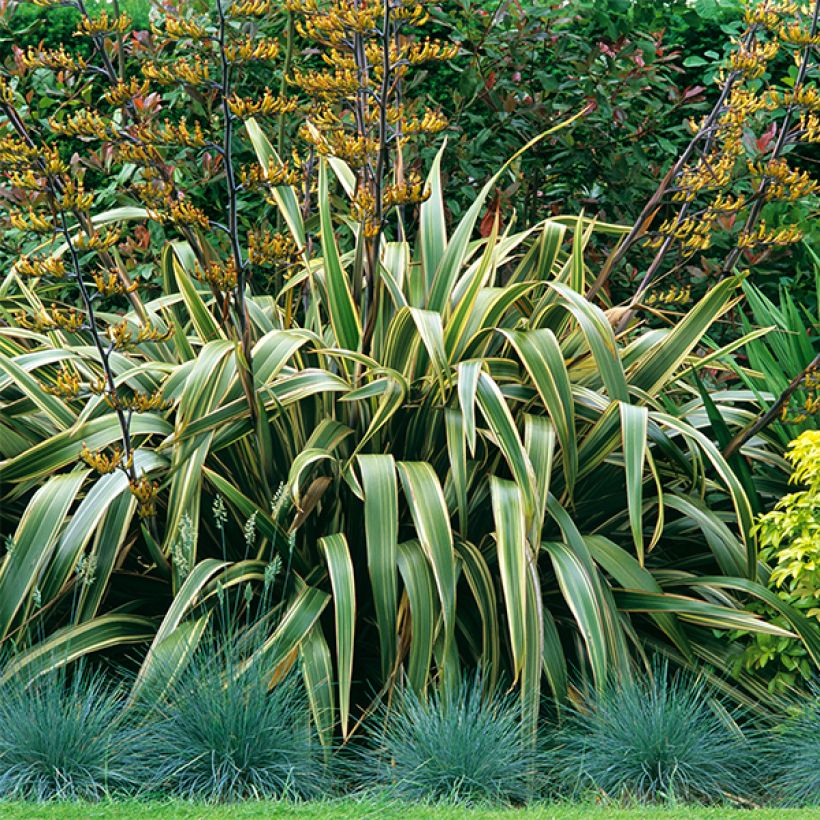 Phormium tenax Variegatum (Hábito)