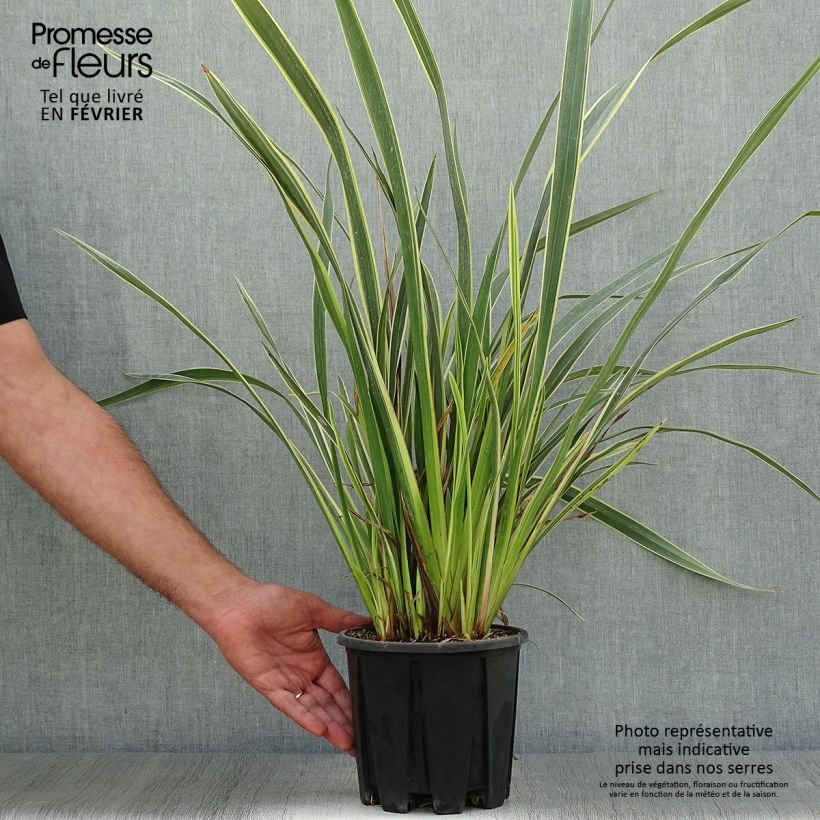Amostra de Phormium tenax Variegatum Vaso de 2 L/3 L tal como entregue no outono