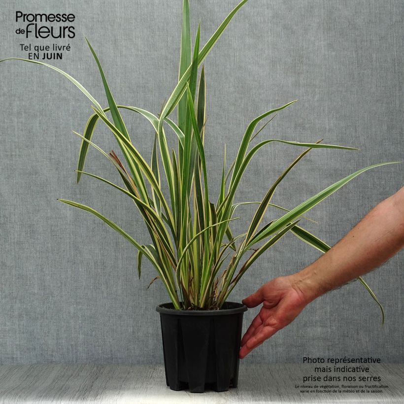 Amostra de Phormium tenax Variegatum Vaso de 2 L/3 L tal como entregue no verão