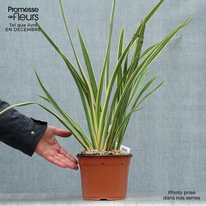 Amostra de Phormium tenax Variegatum Vaso de 2 L/3 L tal como entregue no inverno