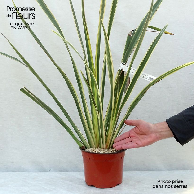 Amostra de Phormium tenax Variegatum Vaso de 2 L/3 L tal como entregue na primavera