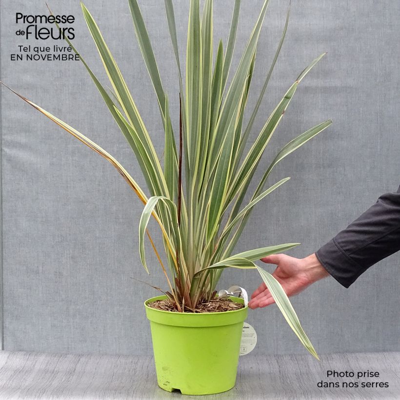 Amostra de Phormium tenax Variegatum Vaso de 7,5 L/10 L tal como entregue no outono