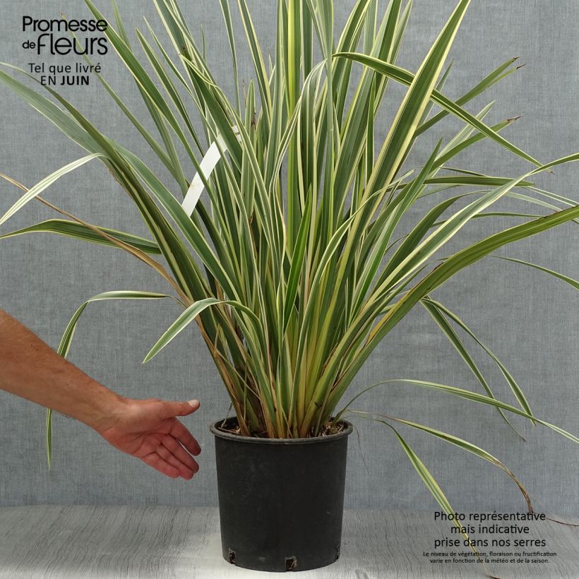 Amostra de Phormium tenax Variegatum Vaso de 7,5 L/10 L tal como entregue no verão