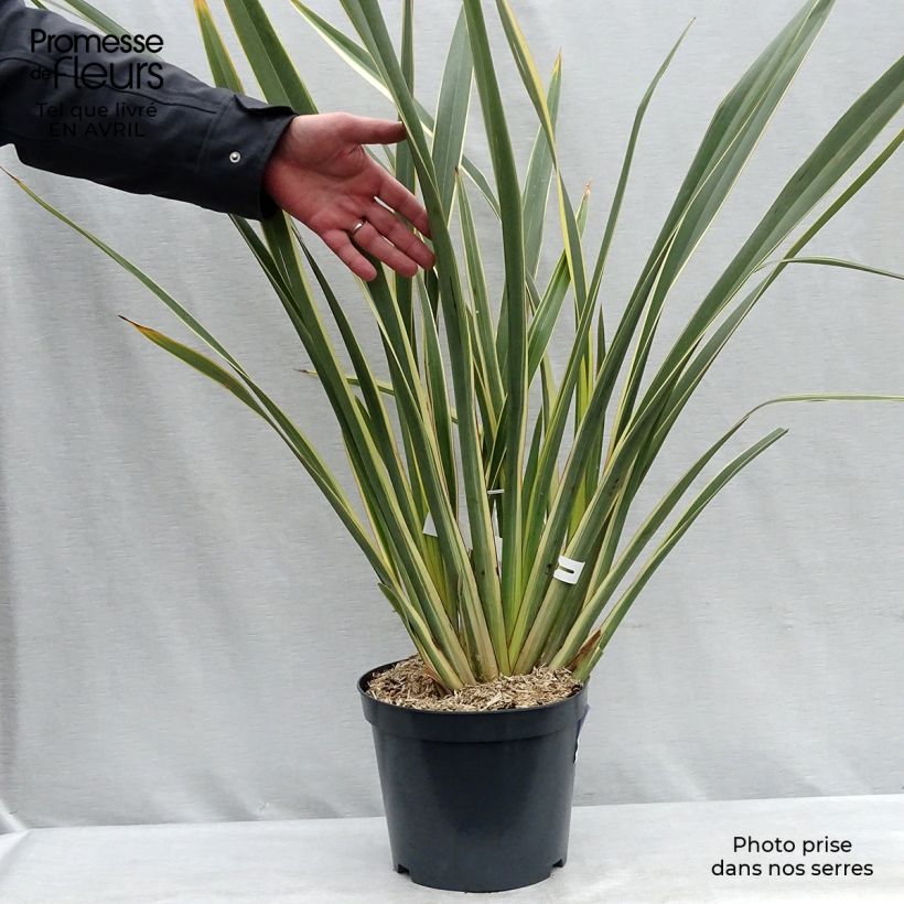 Amostra de Phormium tenax Variegatum Vaso de 7,5 L/10 L tal como entregue na primavera