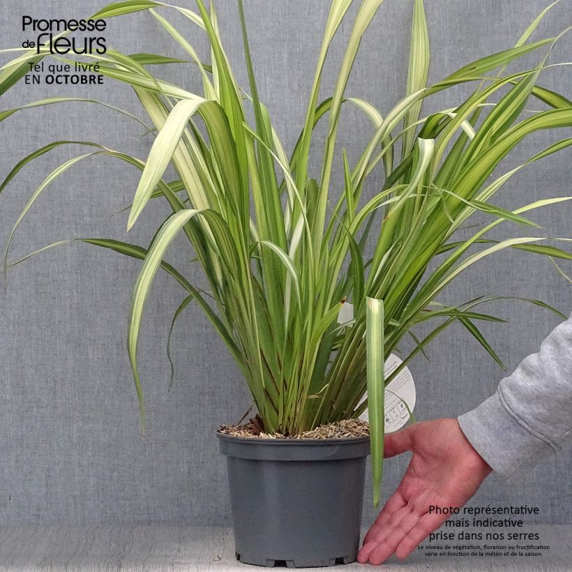 Amostra de Phormium tenax Yellow Wave Vaso de 2 L/3 L tal como entregue no outono
