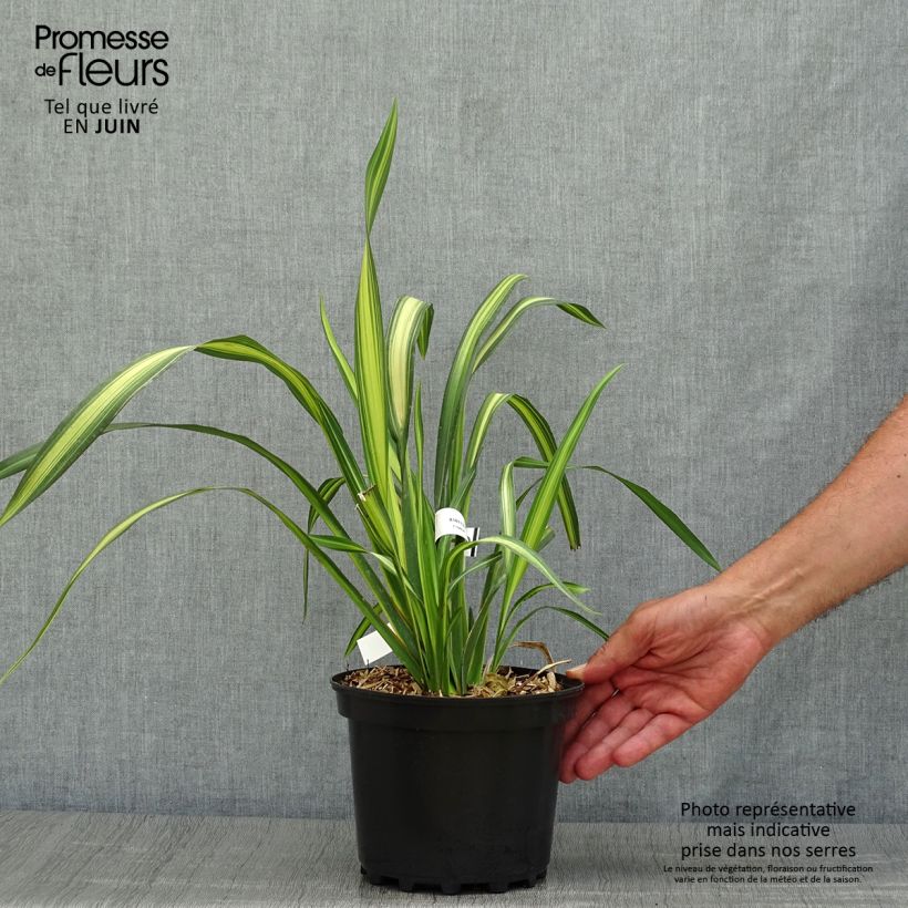 Amostra de Phormium tenax Yellow Wave Vaso de 2 L/3 L tal como entregue no verão