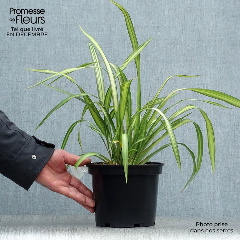 Amostra de Phormium tenax Yellow Wave - Lin de Nouvelle-Zélande  Vaso de 2 L/3 L tal como entregue no inverno