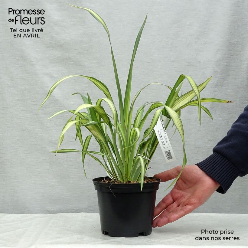 Amostra de Phormium tenax Yellow Wave Vaso de 2 L/3 L tal como entregue na primavera