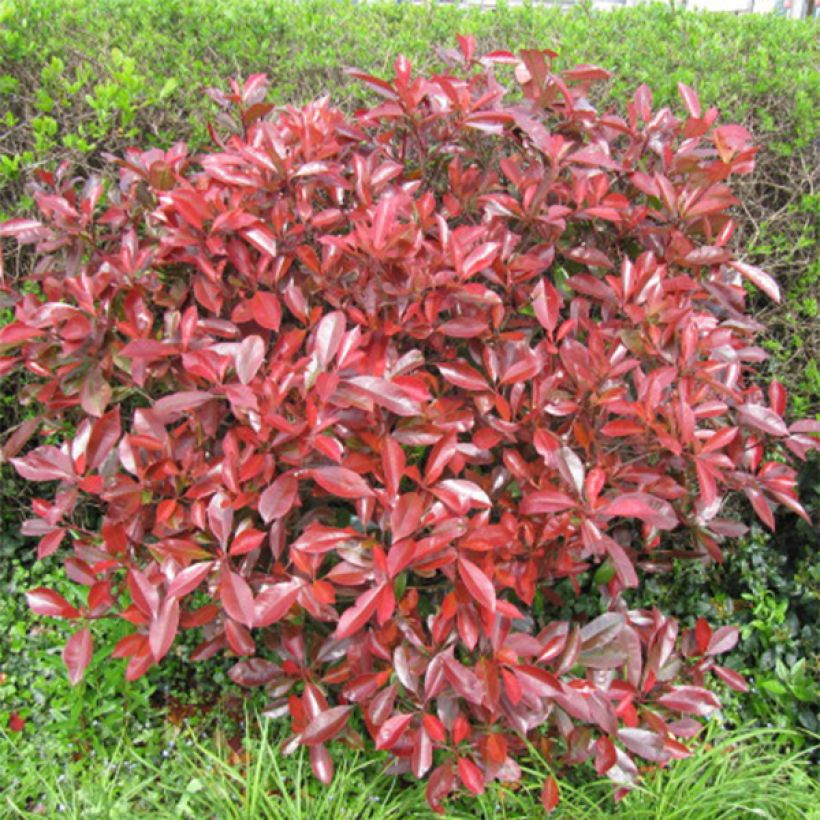 Photinia fraseri Little Red Robin (Hábito)