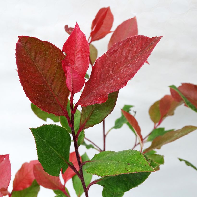 Photinia fraseri Little Red Robin (Folhagem)