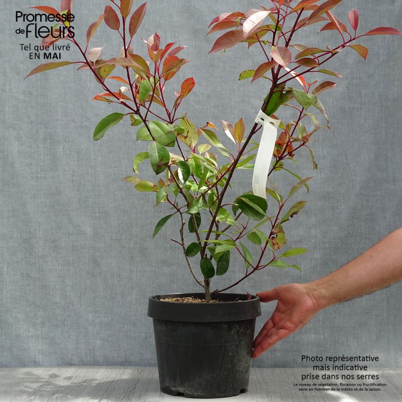 Amostra de Photinia Little Red Robin en pot de 10L tal como entregue na primavera