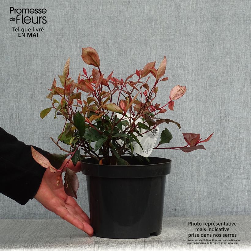 Amostra de Photinia fraseri Little Red Robin Vaso de 2 L/3 L tal como entregue na primavera