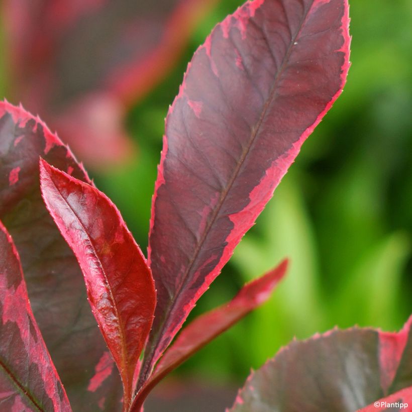 Photinia fraseri Louise (Folhagem)