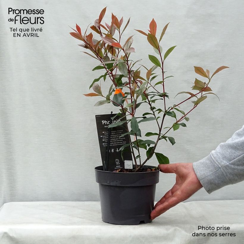 Amostra de Photinia fraseri Carré Rouge Vaso de 2 L/3 L tal como entregue na primavera