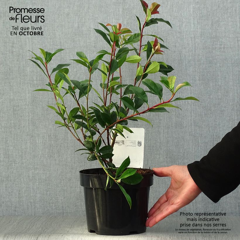Amostra de Photinia fraseri Carré Rouge Vaso de 2 L/3 L tal como entregue no outono