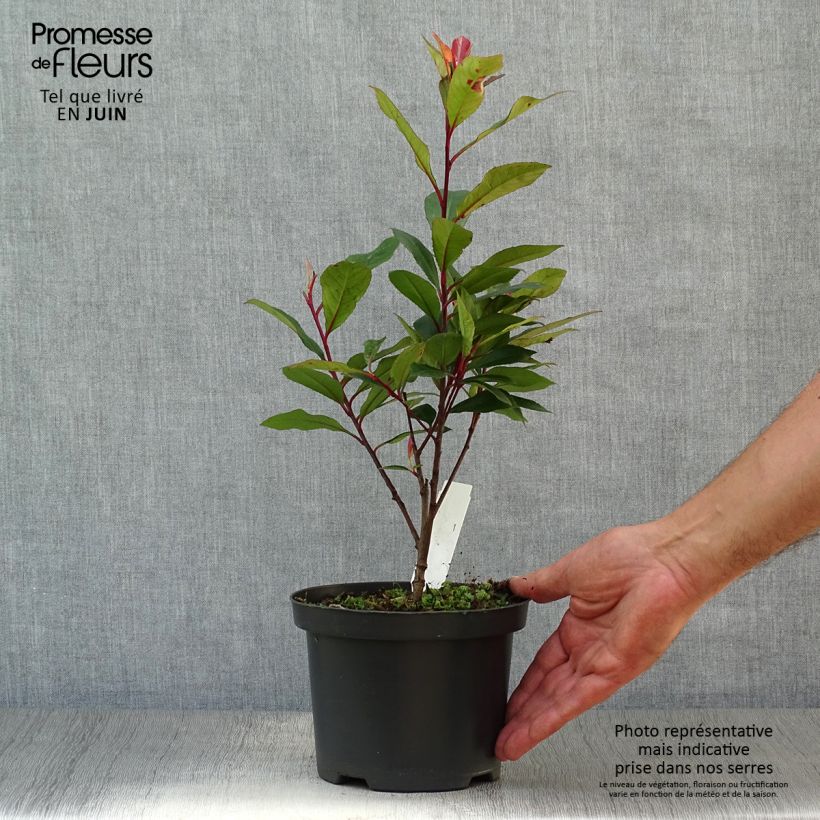 Amostra de Photinia fraseri Carré Rouge Vaso de 2 L/3 L tal como entregue no verão