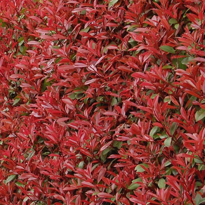 Photinia fraseri Carré Rouge (Folhagem)