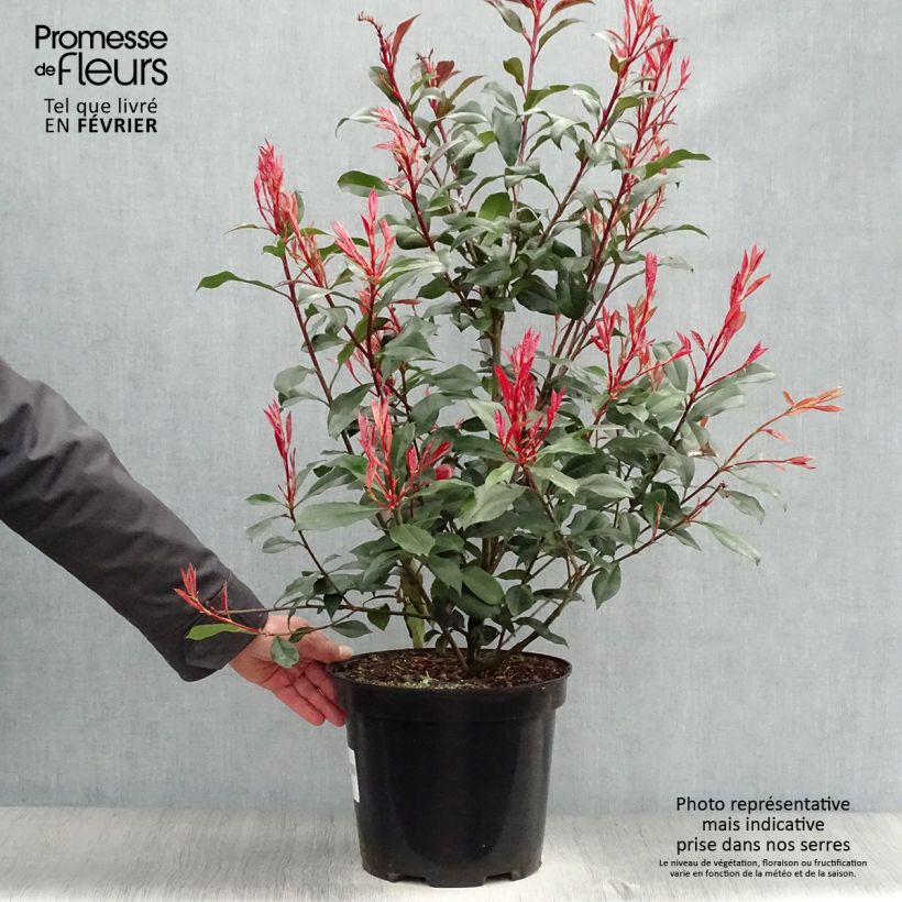 Amostra de Photinia fraseri Carré Rouge Vaso de 7,5 L/10 L tal como entregue no inverno