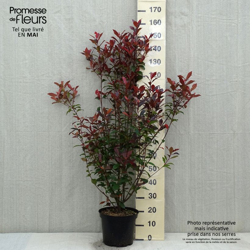Amostra de Photinia fraseri Carré Rouge Vaso de 7,5 L/10 L tal como entregue na primavera