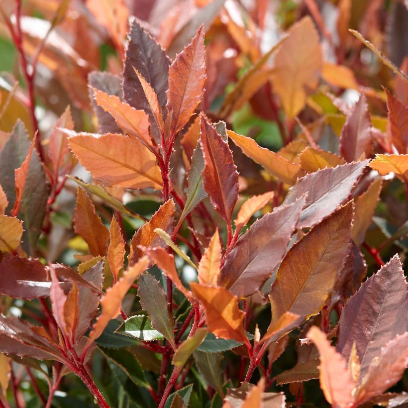Photinia fraseri Chico (Folhagem)