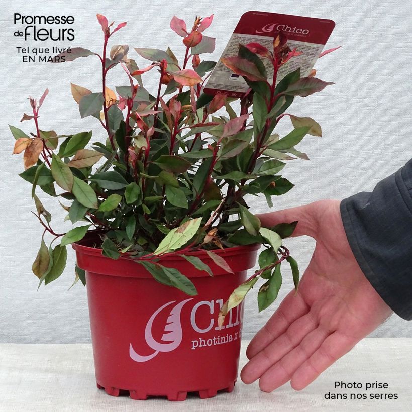 Amostra de Photinia fraseri Chico Vaso de 2 L/3 L tal como entregue na primavera
