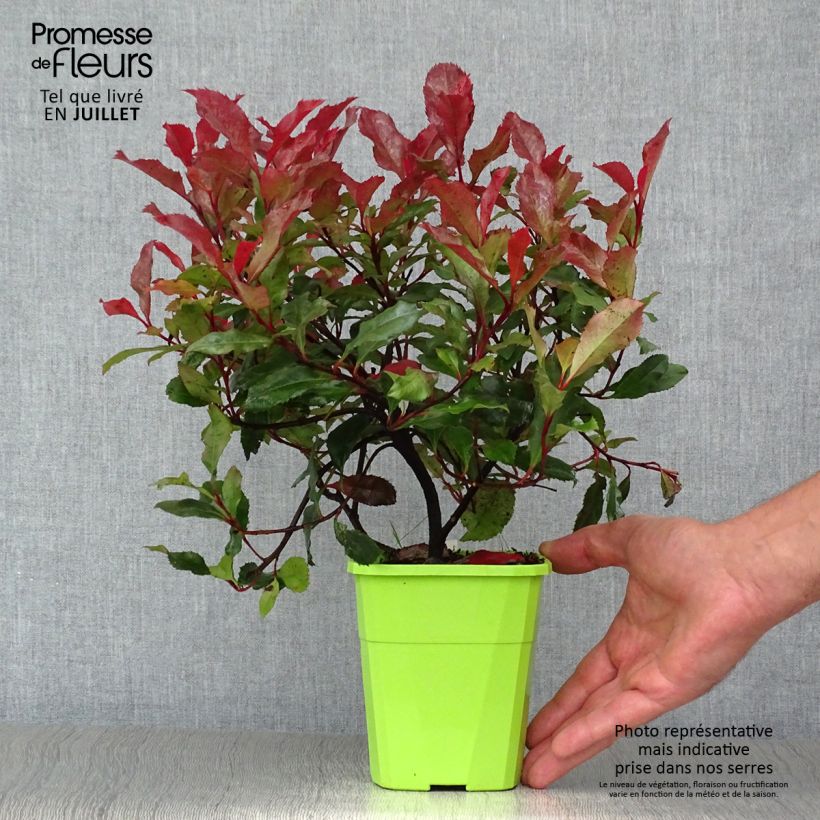 Amostra de Photinia fraseri Corallina Vaso de 1,5 L/2 L tal como entregue no verão