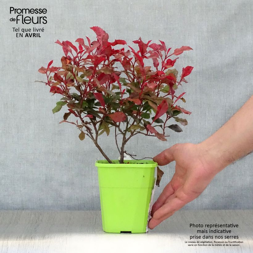 Amostra de Photinia fraseri Corallina Vaso de 1,5 L/2 L tal como entregue na primavera