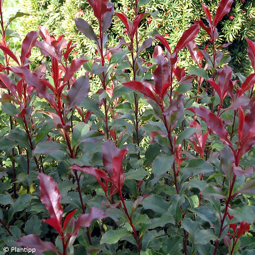 Photinia fraseri Corallina (Folhagem)