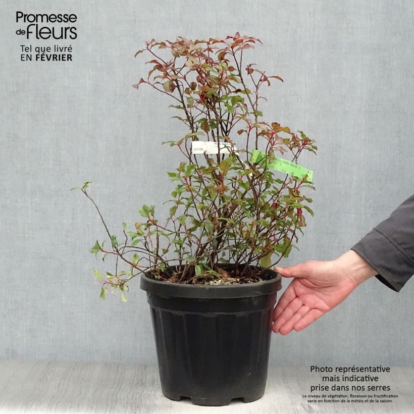 Amostra de Photinia fraseri Corallina Vaso de 7,5 L/10 L tal como entregue no inverno