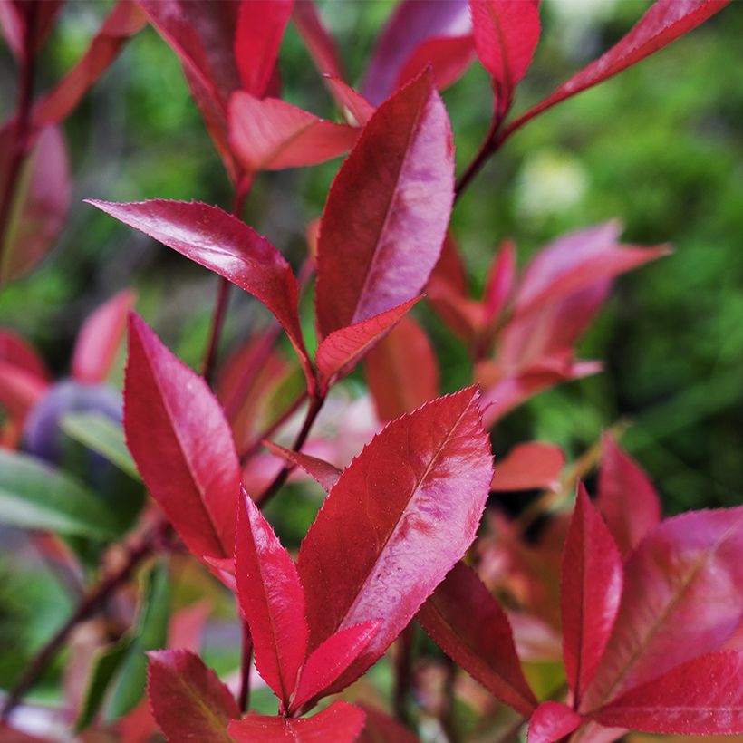 Photinia fraseri Devil's Dream (Folhagem)