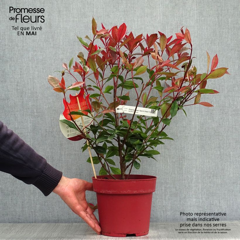 Amostra de Photinia fraseri Devil's Dream Vaso de 2 L/3 L tal como entregue na primavera