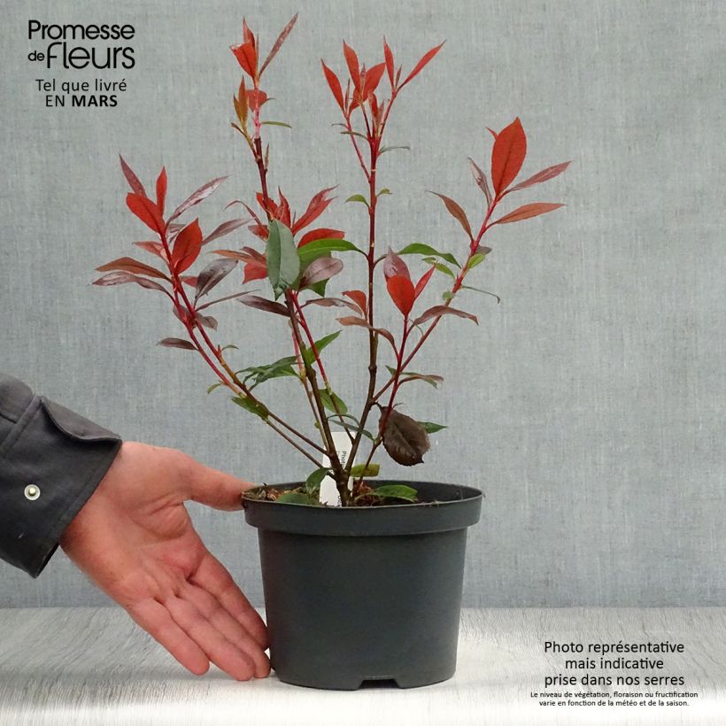 Amostra de Photinia fraseri Dicker Toni Pot de 2L/3L tal como entregue na primavera
