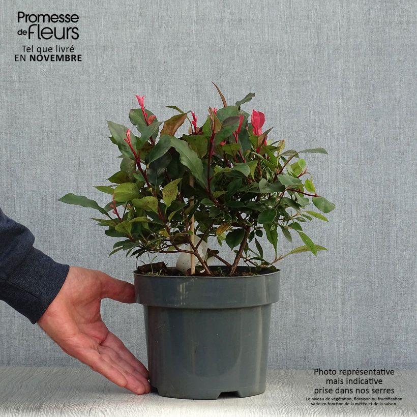 Amostra de Photinia fraseri Little Fenna Vaso de 2 L/3 L tal como entregue no outono