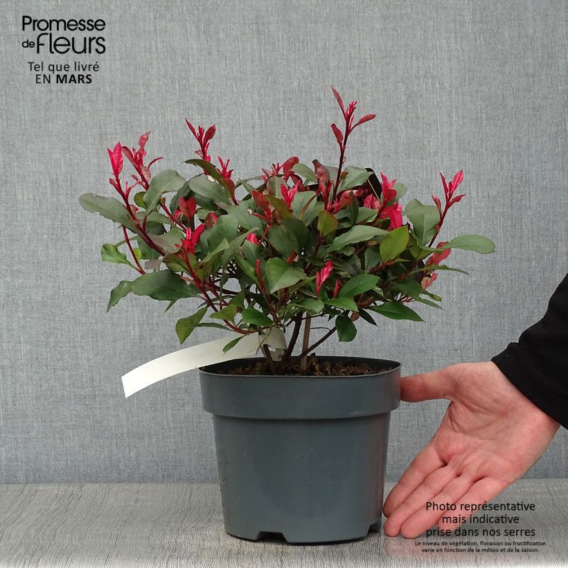 Amostra de Photinia fraseri Little Fenna Vaso de 2 L/3 L tal como entregue no inverno