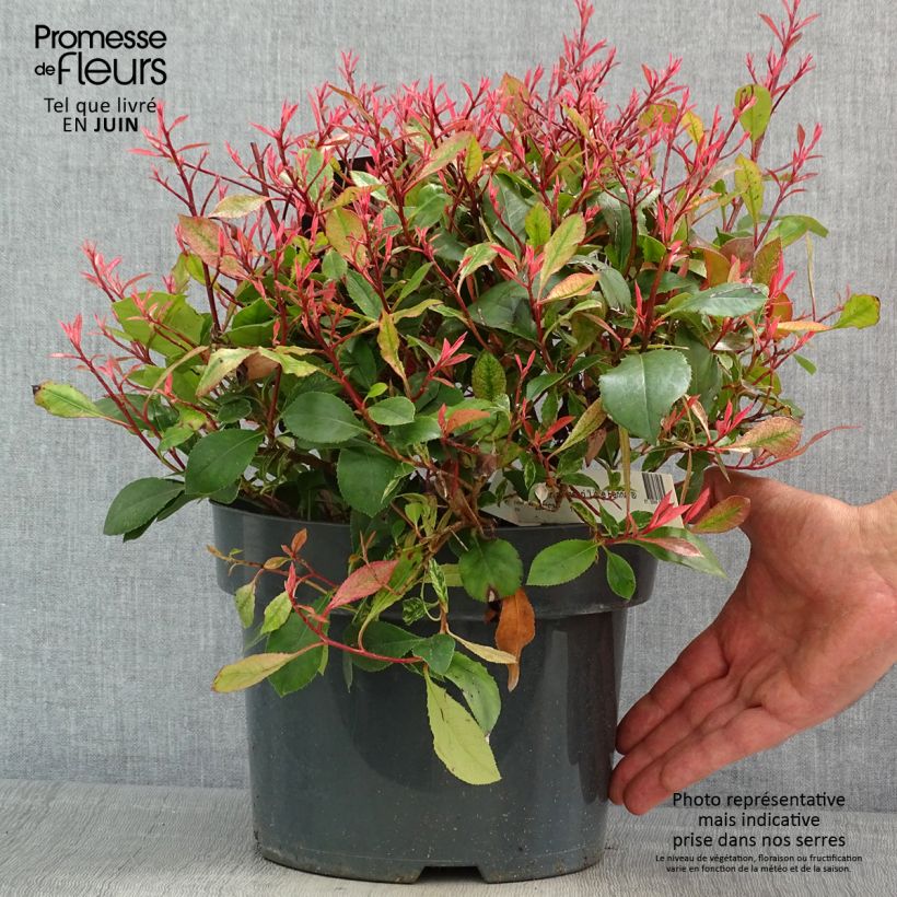Amostra de Photinia fraseri Little Fenna Vaso de 2 L/3 L tal como entregue na primavera