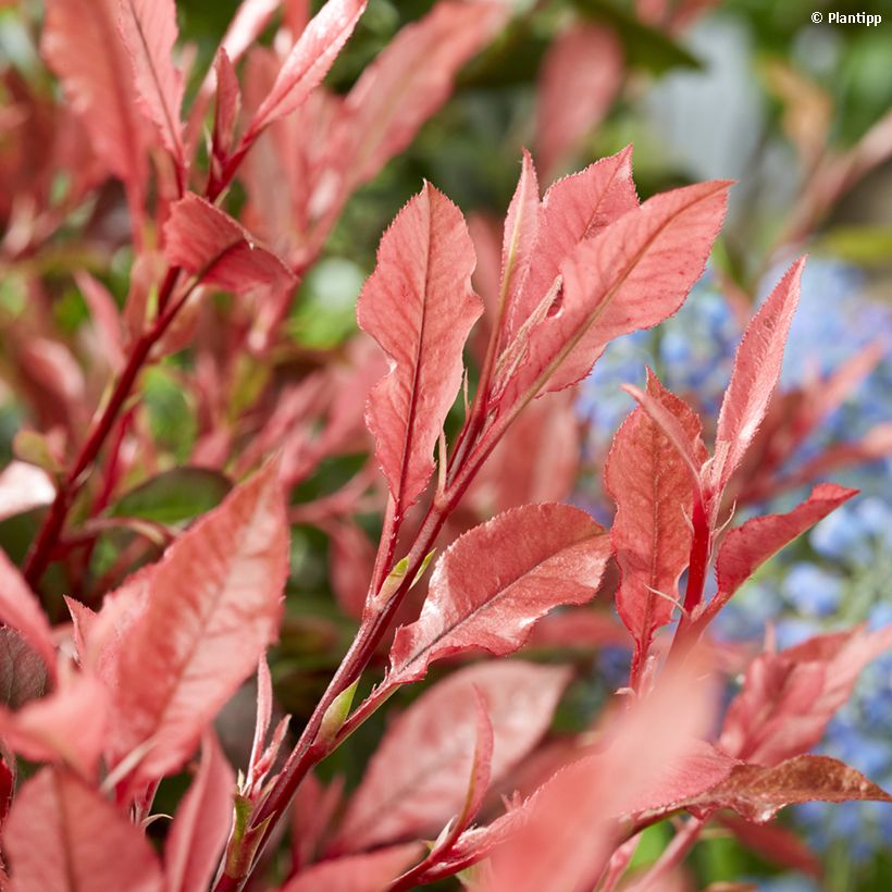 Photinia fraseri Little Fenna (Folhagem)