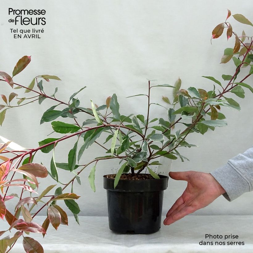 Amostra de Photinia fraseri Louise Vaso de 2 L/3 L tal como entregue na primavera
