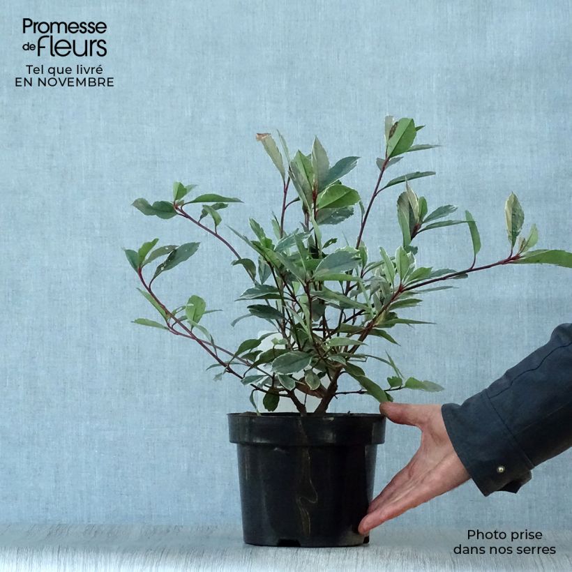 Amostra de Photinia fraseri Louise Vaso de 2 L/3 L tal como entregue no outono