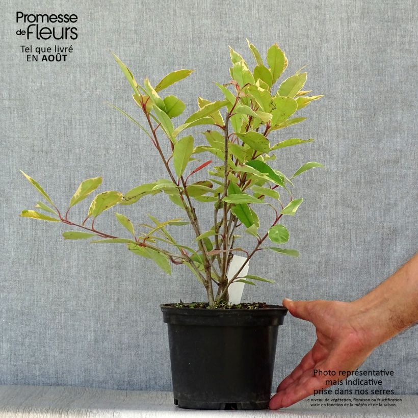 Amostra de Photinia fraseri Louise Vaso de 2 L/3 L tal como entregue no verão