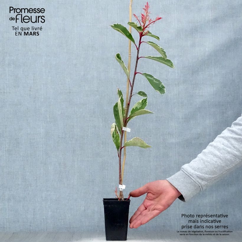 Amostra de Photinia fraseri Pink Marble Vaso de 1 L/1,5 L tal como entregue na primavera