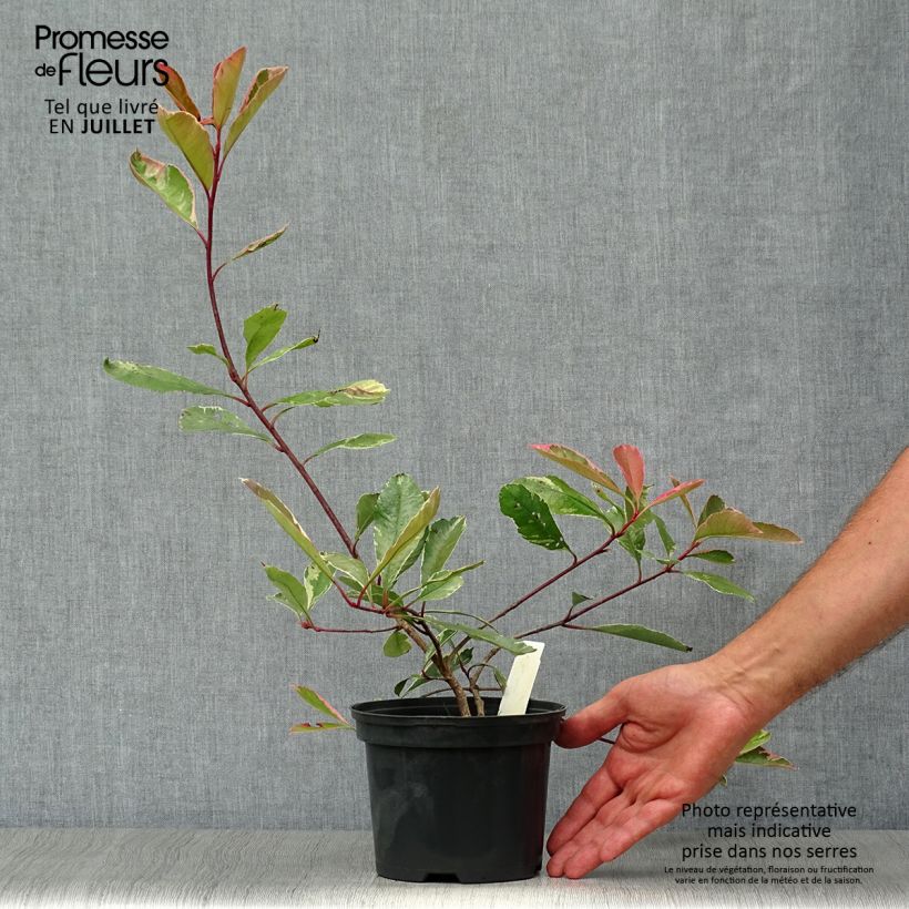 Amostra de Photinia fraseri Pink Marble Vaso de 2 L/3 L tal como entregue no verão