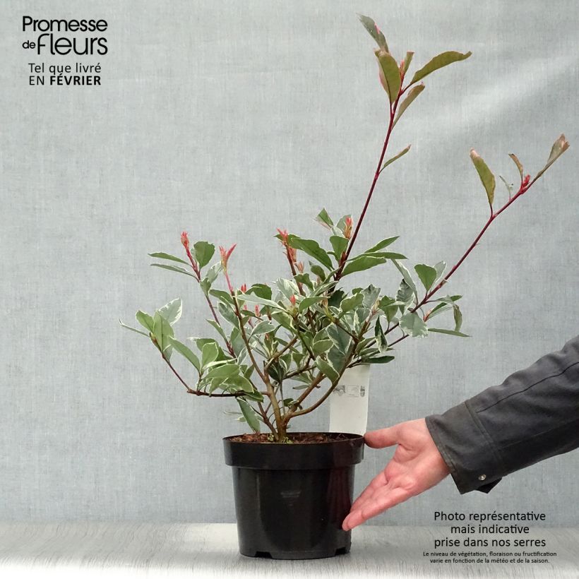 Amostra de Photinia fraseri Pink Marble Vaso de 2 L/3 L tal como entregue no inverno