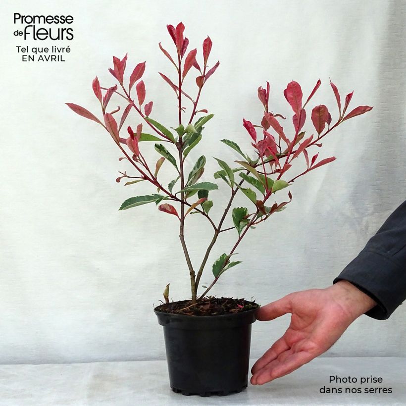 Amostra de Photinia fraseri Pink Marble Vaso de 2 L/3 L tal como entregue na primavera