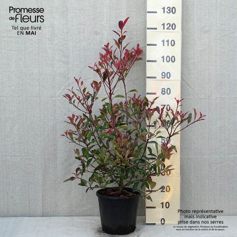 Amostra de Photinia fraseri Pink Marble Vaso de 7,5 L/10 L tal como entregue na primavera