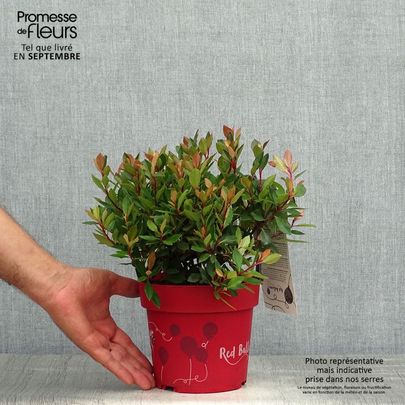 Amostra de Photinia fraseri Red Ballcoon Pot de 2L/3L tal como entregue no outono