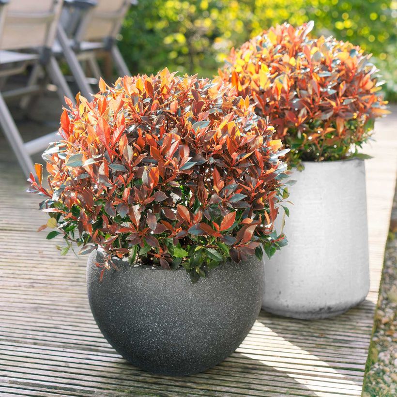 Photinia fraseri Red Ballcoon (Hábito)