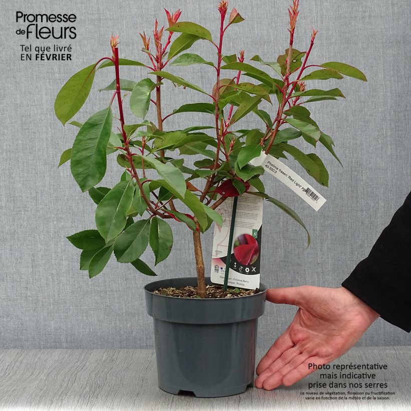 Amostra de Photinia fraseri Red Light Vaso de 3 L/4 L tal como entregue no inverno