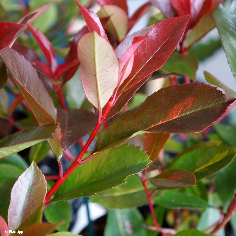 Photinia fraseri Red Light (Folhagem)