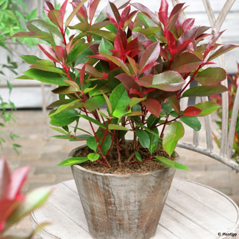 Photinia fraseri Red Light (Hábito)