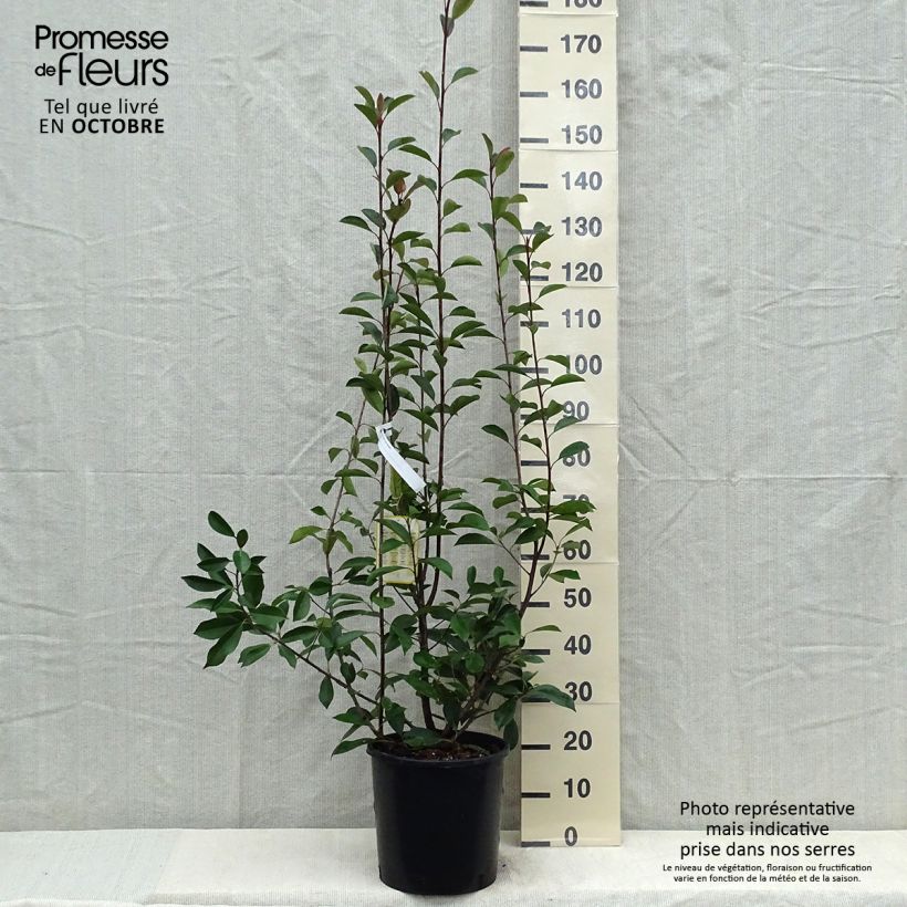 Amostra de Photinia fraseri Red Robin Vaso de 12 L/15 L tal como entregue no outono